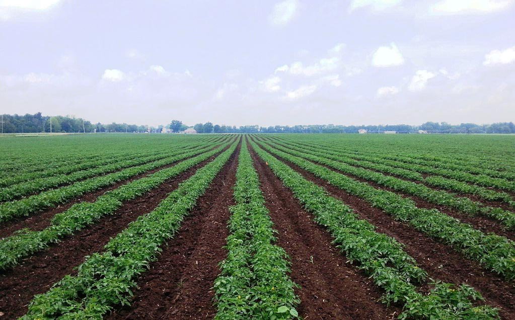 Image of Red Gold tomato field