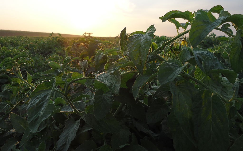 Image of tomato plant in field at sunrise