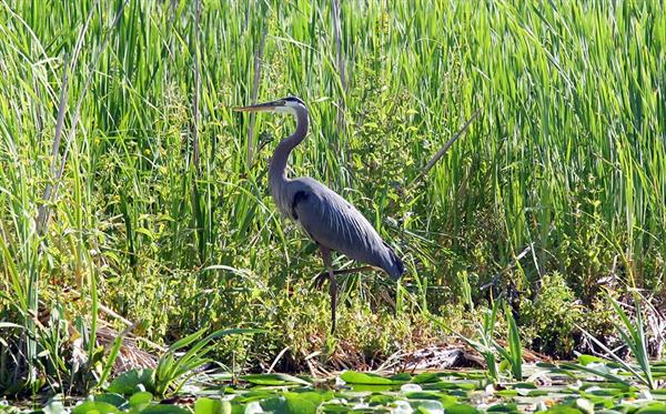Image of blue heron standing in Red Gold wetlands